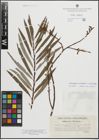 Foto von Salix eleagnos Scop. x Salix purpurea L.